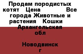 Продам породистых котят › Цена ­ 15 000 - Все города Животные и растения » Кошки   . Архангельская обл.,Новодвинск г.